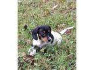 Dachshund Puppy for sale in Columbia, TN, USA