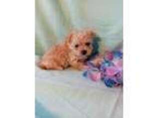 Mutt Puppy for sale in Dunbar, PA, USA