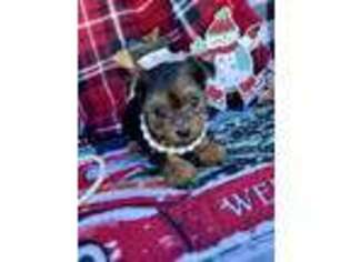 Yorkshire Terrier Puppy for sale in Mineola, TX, USA