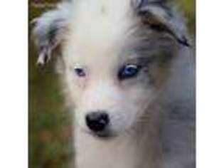 Australian Shepherd Puppy for sale in Gatlinburg, TN, USA