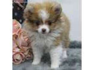 Pomeranian Puppy for sale in Farmington, MO, USA