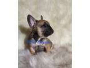 French Bulldog Puppy for sale in Gaylord, MI, USA