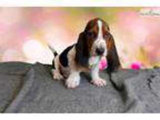 Basset Hound Puppy for sale in Saint George, UT, USA