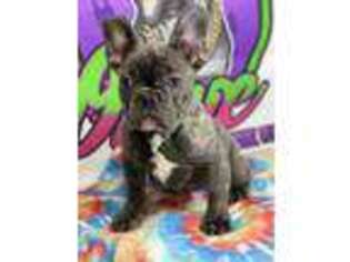 French Bulldog Puppy for sale in Sherman Oaks, CA, USA