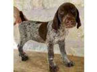German Shorthaired Pointer Puppy for sale in Spring Branch, TX, USA