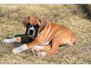 Boxer Puppy for sale in Coldwater, KS, USA