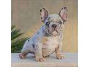 French Bulldog Puppy for sale in Salida, CA, USA
