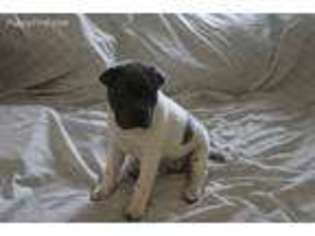 Mutt Puppy for sale in Lindenhurst, NY, USA