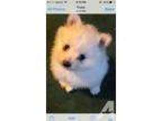 Pomeranian Puppy for sale in CHARLEROI, PA, USA
