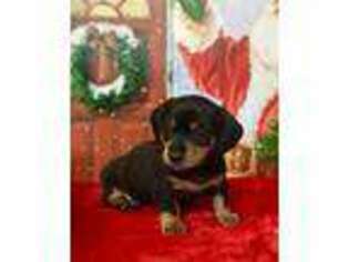 Dachshund Puppy for sale in Warrington, PA, USA