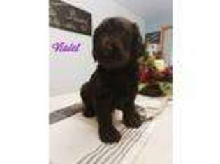 Labradoodle Puppy for sale in Pine Grove, PA, USA