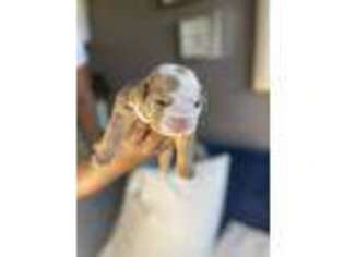 Bulldog Puppy for sale in Florence, KY, USA