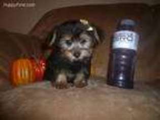 Yorkshire Terrier Puppy for sale in Dawsonville, GA, USA