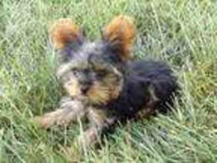 Yorkshire Terrier Puppy for sale in Newberry, IN, USA