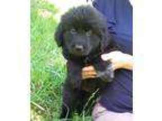 Newfoundland Puppy for sale in Rogers, AR, USA