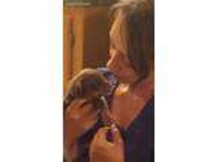 Doberman Pinscher Puppy for sale in Woodruff, SC, USA