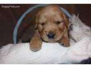 Golden Retriever Puppy for sale in Madison, OH, USA