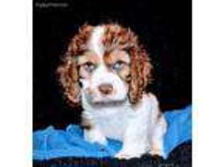 Cocker Spaniel Puppy for sale in Maple Lake, MN, USA