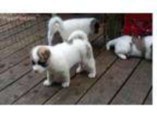 Akita Puppy for sale in Freeport, NY, USA
