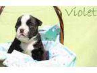 Bulldog Puppy for sale in Hampstead, MD, USA