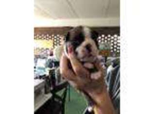 Boston Terrier Puppy for sale in Fayetteville, GA, USA