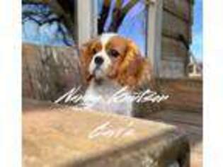 Cavalier King Charles Spaniel Puppy for sale in Davis, OK, USA