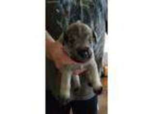 Mutt Puppy for sale in Raymond, WA, USA