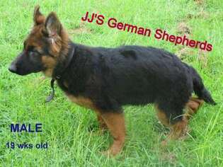 German Shepherd Dog Puppy for sale in Warren, OH, USA