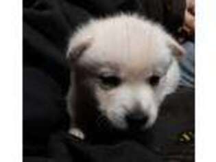 Alaskan Klee Kai Puppy for sale in Lewisburg, TN, USA