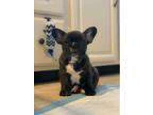 French Bulldog Puppy for sale in Syracuse, NY, USA