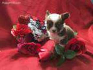 Chihuahua Puppy for sale in Winter Haven, FL, USA
