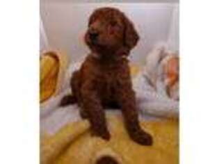 Mutt Puppy for sale in Bellbrook, OH, USA