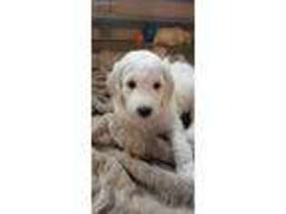 Goldendoodle Puppy for sale in Holly Ridge, NC, USA
