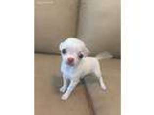 Chihuahua Puppy for sale in Austin, TX, USA
