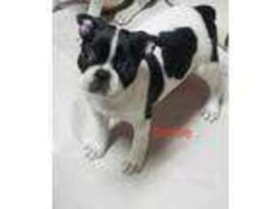 Boston Terrier Puppy for sale in Vidalia, GA, USA