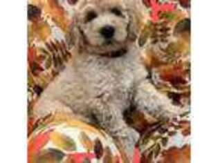 Goldendoodle Puppy for sale in Litchfield Park, AZ, USA