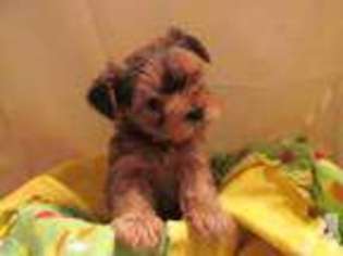 Mutt Puppy for sale in THRALL, TX, USA