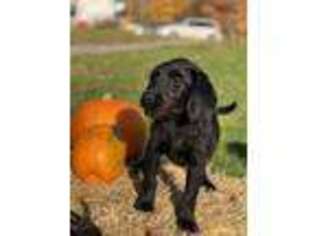 Labradoodle Puppy for sale in Island Pond, VT, USA