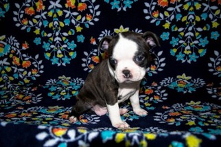 Boston Terrier Puppy for sale in Sparta, WI, USA