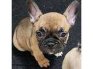 French Bulldog Puppy for sale in Temple, TX, USA
