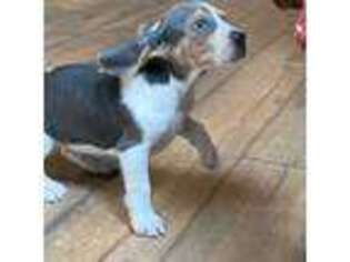 Beagle Puppy for sale in Latrobe, PA, USA