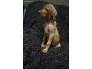 Vizsla Puppy for sale in Pottstown, PA, USA