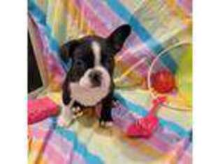 Bulldog Puppy for sale in Webb City, MO, USA