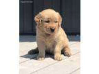 Golden Retriever Puppy for sale in Saint Charles, IL, USA