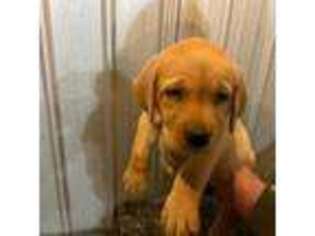 Labrador Retriever Puppy for sale in Poultney, VT, USA