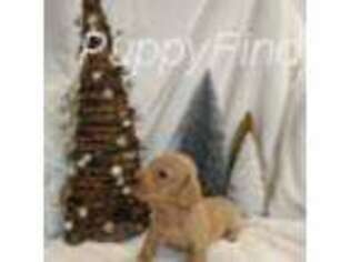 Dachshund Puppy for sale in Kimberly, ID, USA
