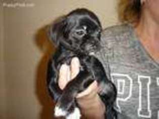 Pekingese Puppy for sale in Chicago, IL, USA