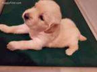 Golden Retriever Puppy for sale in Fort Meade, FL, USA