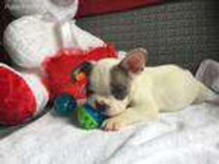 French Bulldog Puppy for sale in Jamaica, NY, USA