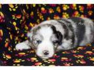 Australian Shepherd Puppy for sale in Hackensack, MN, USA